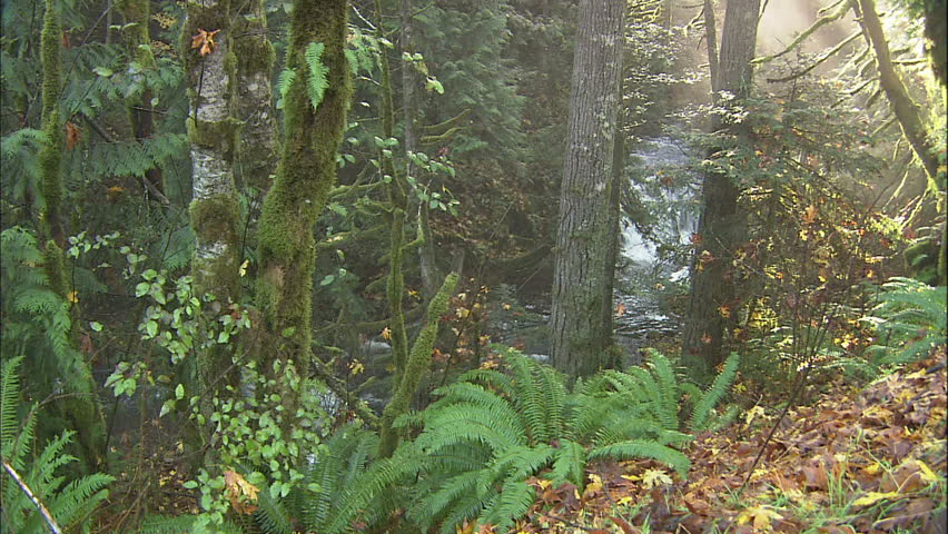 Olympic Rainforest Mountain Stream With Mossy Trees and Fall Leaf Forest Litter