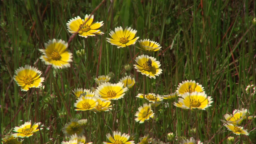 Field Of Yellow Buttercups Blowing In The Breeze