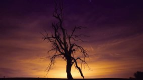 The silhouette of dried tree against astonishing sky, timelapse - Powered by Shutterstock - Get 15% off with code: PIKWIZARD15