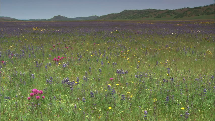 Meadow Of Purple Lupine And Owl's Clover Blowing In The Breeze