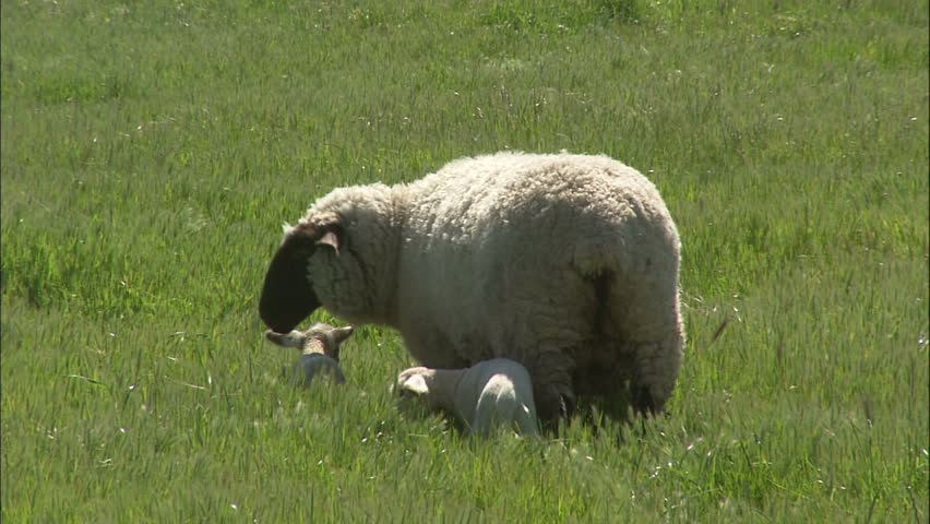Mother Sheep With Two baby Lambs In Spring Grass