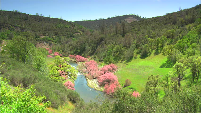 Vibrant Pink Flowers And New Green Spring Grass Along River