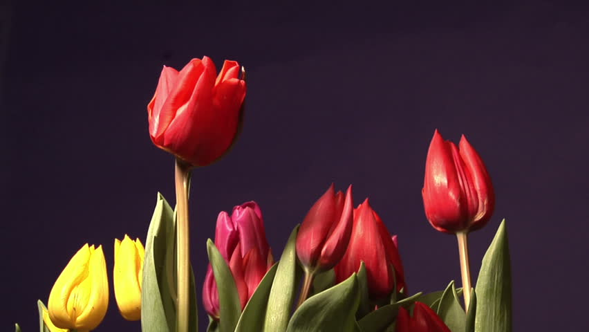 Timelapse of Tulips Growing and Opening