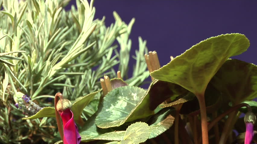 Magenta Flower Opens, Timelapse