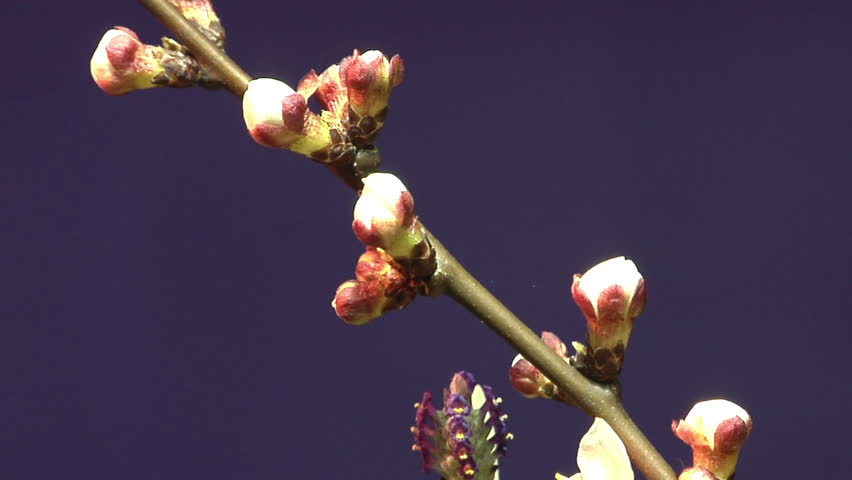 Timelapse Of Single Branch Of Cherry Blossoms Opening