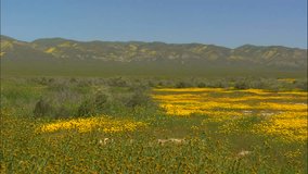 Desert Sunflowers Color Meadow and Hills Yellow