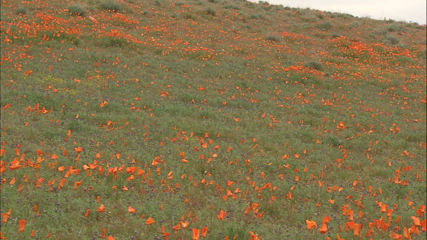Hillside of Vibrant Orange California Poppies Blow In The Breeze