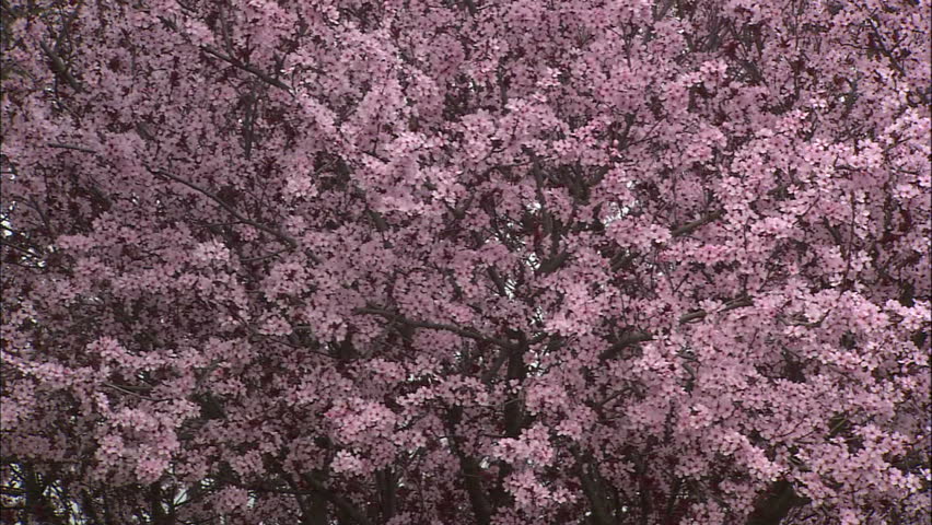 Millions Of Pink Plum Blossoms In Spring