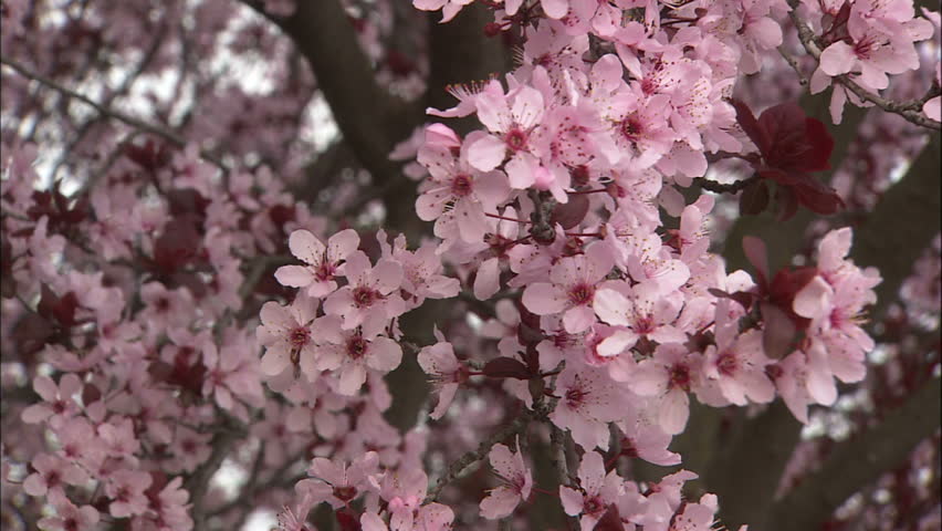Close-Up of Pink Plum Blossoms In Japanese Tea Garden