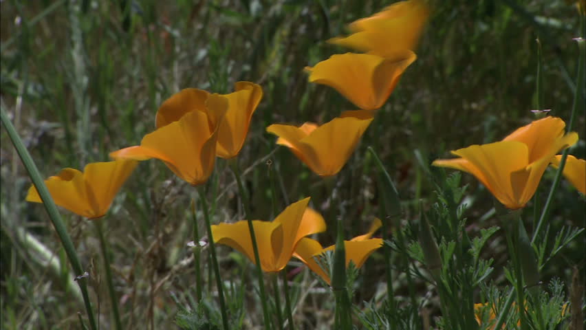 Close-Up Of California Poppies Blowing In The Breeze