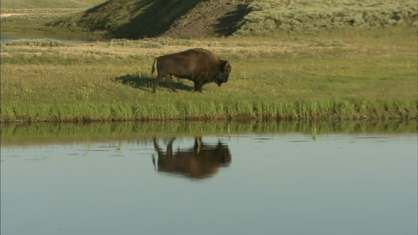 Buffalo Reflected Into Yellowstone Pond