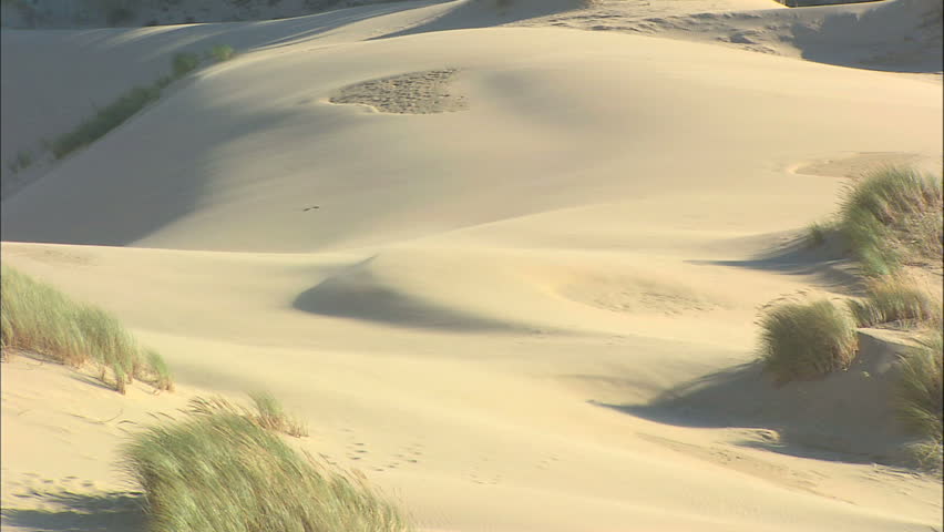Sand Dune And Grass Blown By Breeze