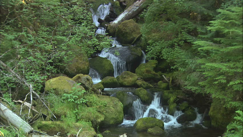 Creak Flowing Over Mossy Rocks in Enchanted Forest