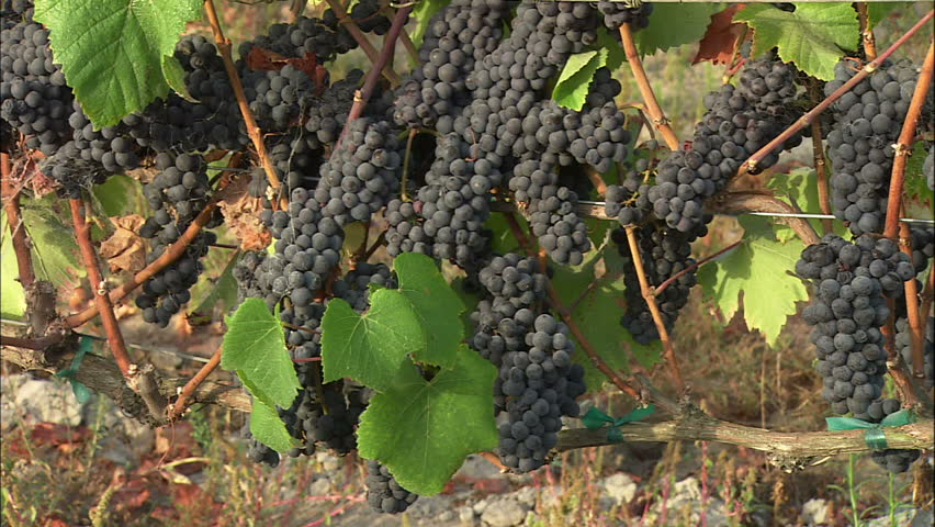 Pinot Noir Grapes Ready For Harvest In The California Wine Country