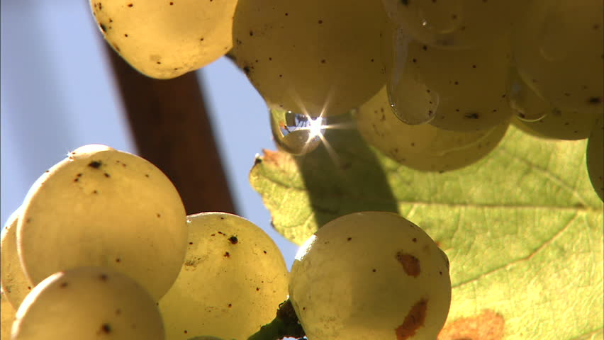 Sunlight Sparkling In A Drop Of Dew On A Ripe Chardonnay Grape In The Napa