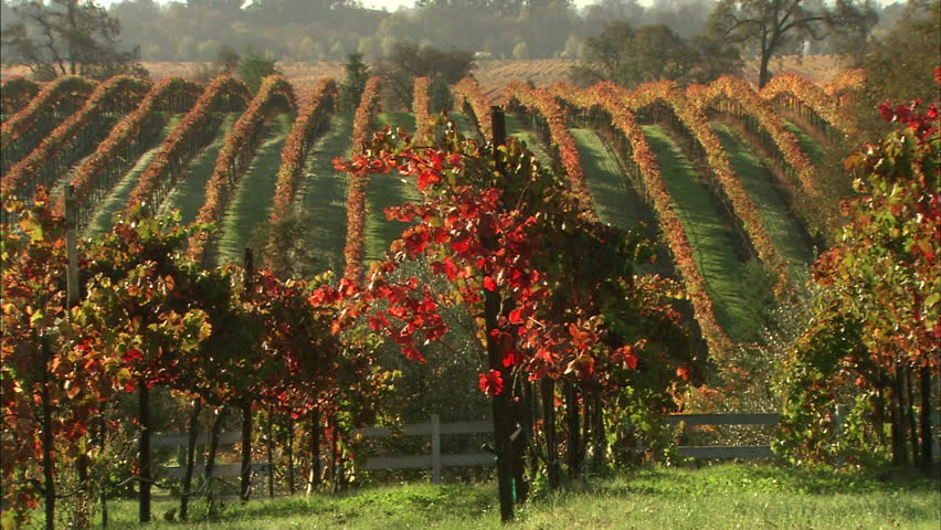 Autumn Colors Of A Vineyard In Fall
