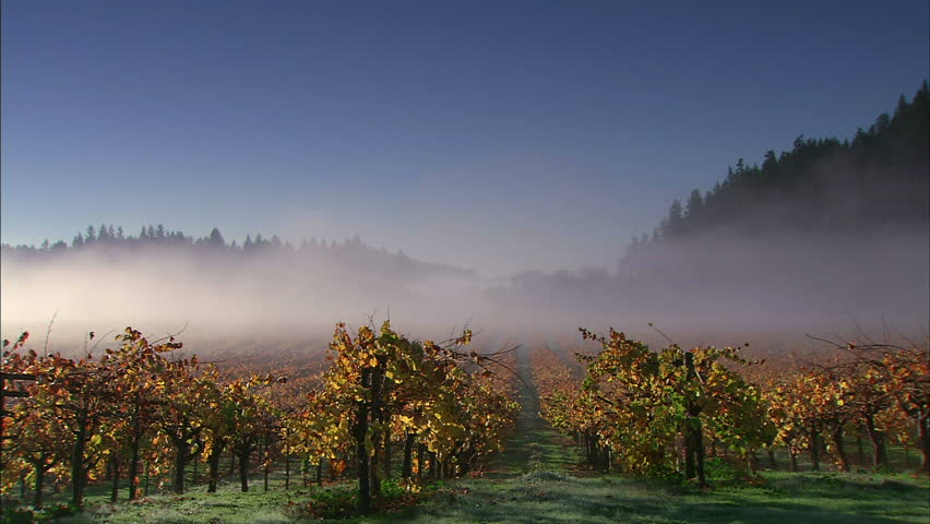 Morning Fog Sweeping Across A Vineyard In Autumn
