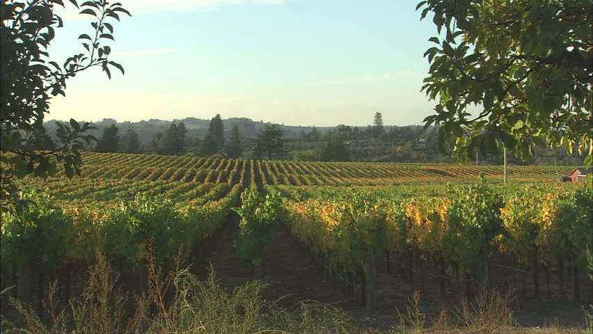 California Wine Country Vineyards in Summer