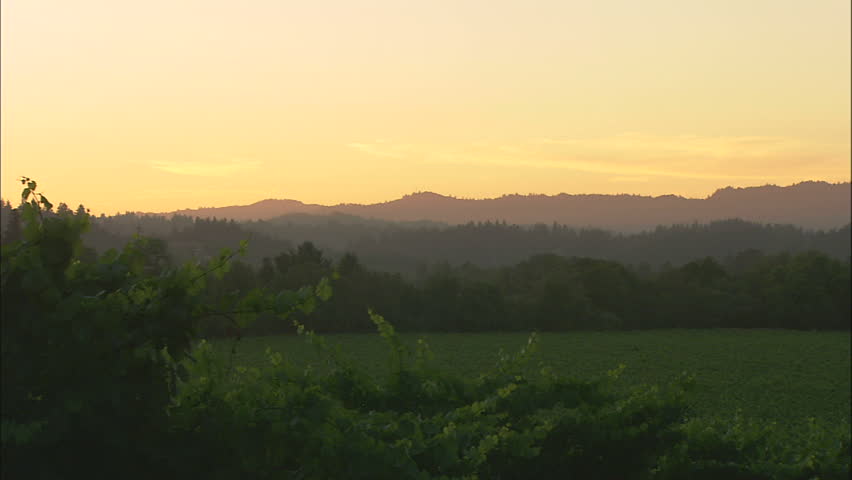 Lush Green Sonoma Country Vineyard With Redwood Groves In The Distance