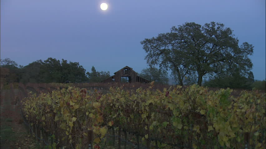 Old Barn and Vineyard In Fall With Full Moon Rising Above In Blue Sky