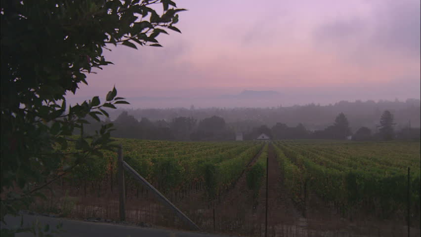 Fog Just Before Day Break Over The Sonoma Wine Country