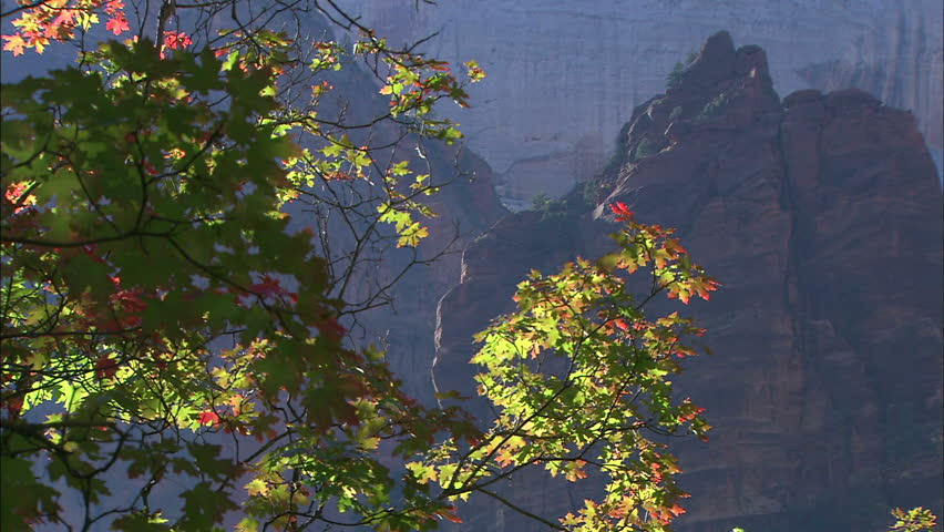 Early Fall Maple Leaves With Afternoon Lit Rock Formations In Zion National