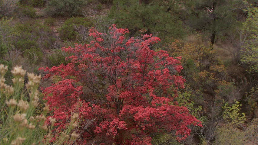 Colors of Fall In Zion National Park, Utah