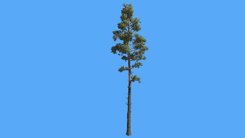 Scots pine, Pinus sylvestris Tree on a Chroma Key, Alfa, Blue Screen, Thin Tall Tree in Summer, Coniferous Evergreen Tree is Swaying at the Wind, green crown, tree at sunny day, windy breezy day,