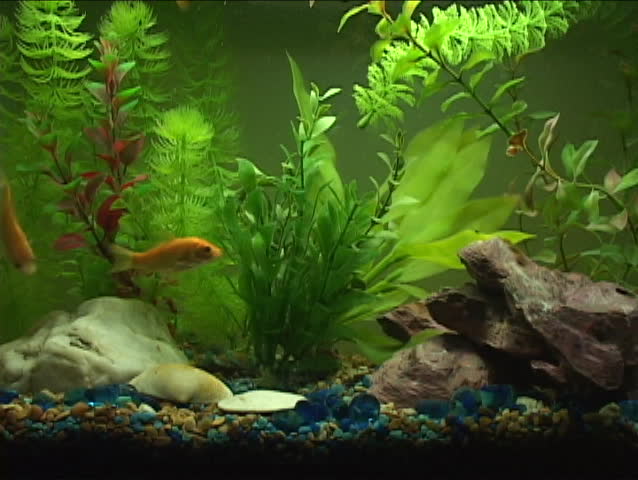 Goldfish swim in an aquarium.