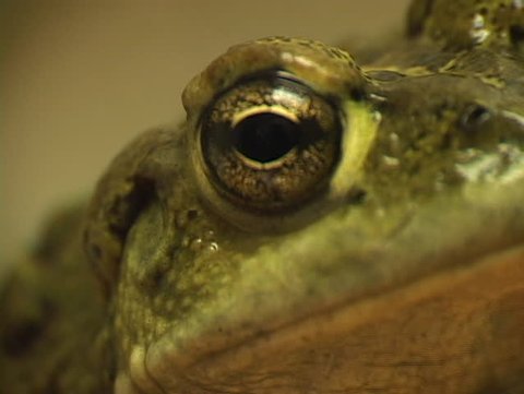 A close-up shot of the side view of a green frog's head.