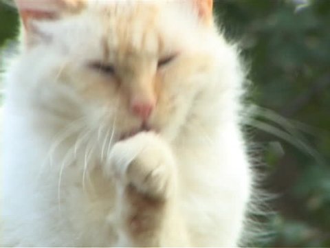 A white cat cleans its face against a leafy green background.
