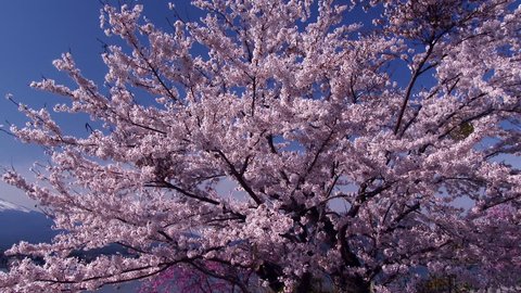 Mt.Fuji with Beautiful Cherry Blossom , Japan