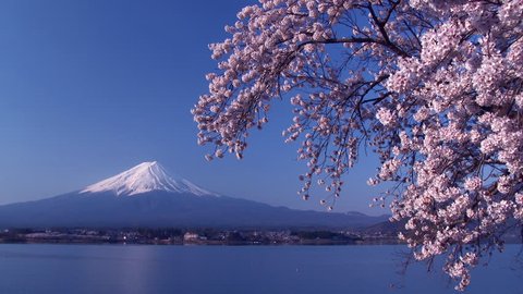 Mt.Fuji with Beautiful Cherry Blossom , Japan