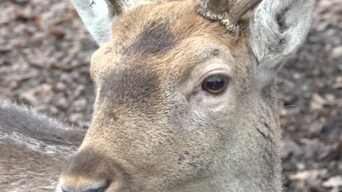 Roe Deer in the Wild. Closeup. 4K UltraHD, UHD
