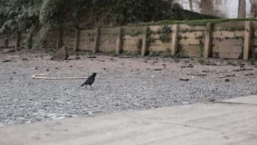 A crow looking for food on the bank of the Chiswick riverside of the Thames river with low water in Chiswick, West London, Uk. 