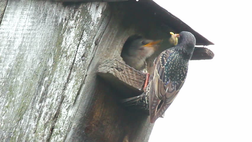 starling feeding in nesting box