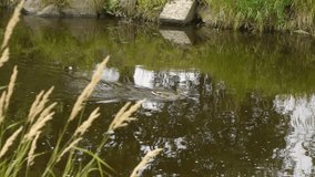 Ducks swim in the river Hd video