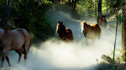Horses galloping in Roundup on Dude Ranch with Cowboy Riders