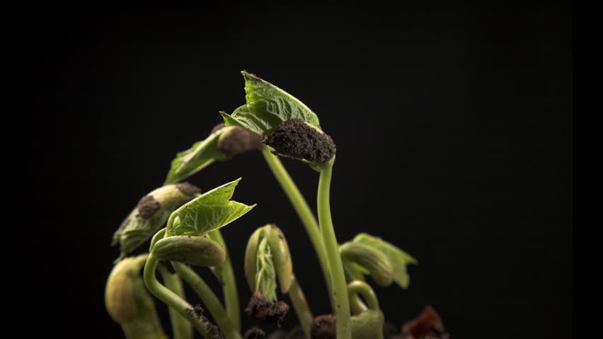 Time-lapse of growing haricot