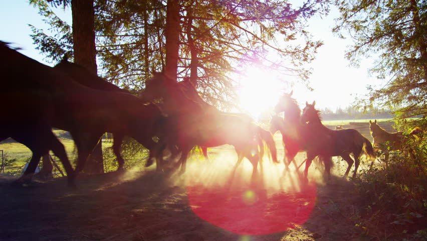 Galloping horses in Roundup on Wilderness Cowboy Dude Ranch America | Shutterstock HD Video #14685298