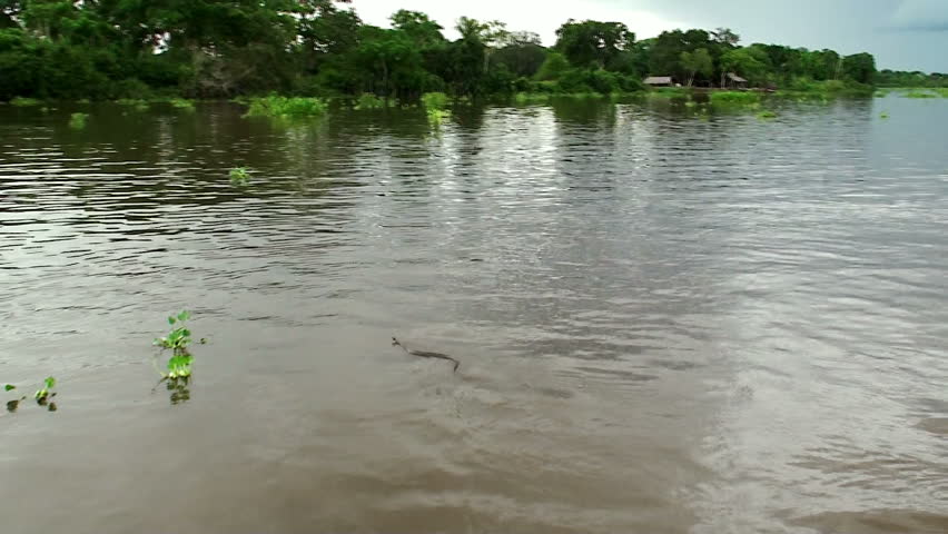 Northern water snake