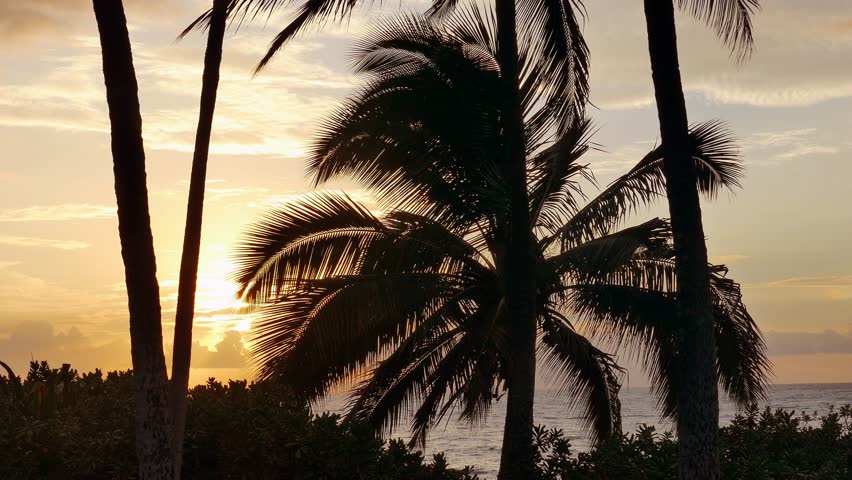 Palm Tree Nature Tranquil Beach Sea Tropical Island Sky Travel Footage Beautiful Tourism Scenic Hawaii  Peaceful Destination Scenery