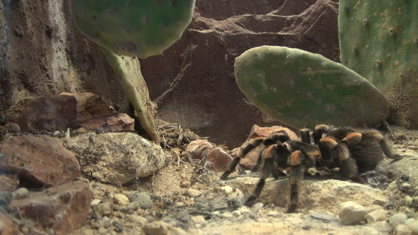Brachypelma smithi or pet spider tarantula