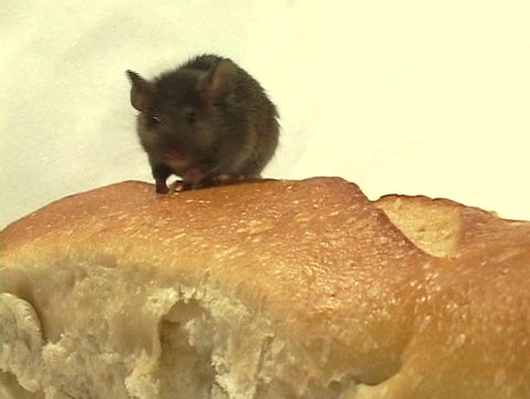 Medium shot of a mouse walking on a loaf of bread.