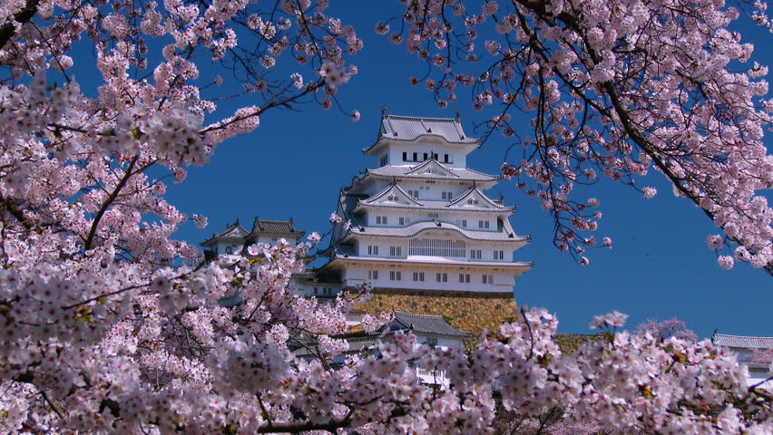 Himeji Castle and Cherry Blossom, Stock Footage Video (100% Royalty