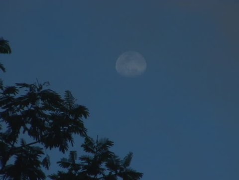 Branches of a tree are silhouetted against a blue-black sky with a pale full moon.