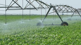 Soy bean field with Irrigation system for water supply, Panning HD footage