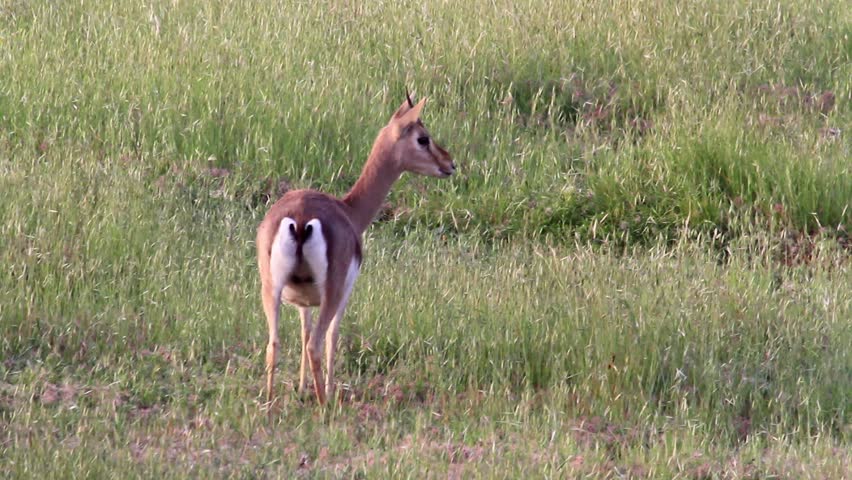 Israeli mountain gazelle 
Israeli mountain gazelle stand in the field
