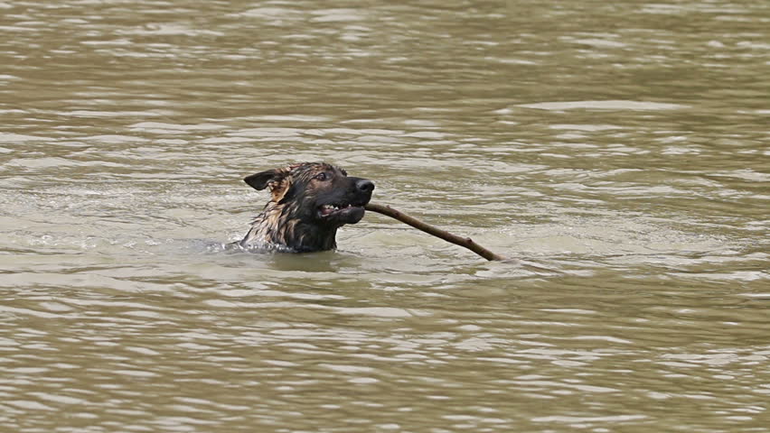 Dog German shepherd plating in the river shaking off water