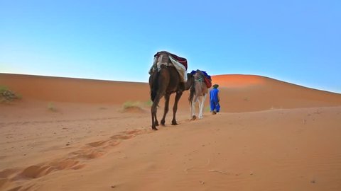 Male in traditional Touareg robes leading dromedary train through Sahara Desert, Morocco